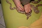 hantie virus 1